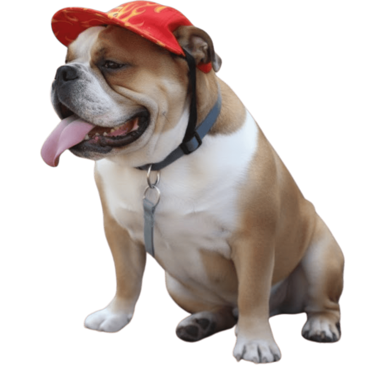MOLDE DE COSTURA GORRITO BONÉ CACHORROS