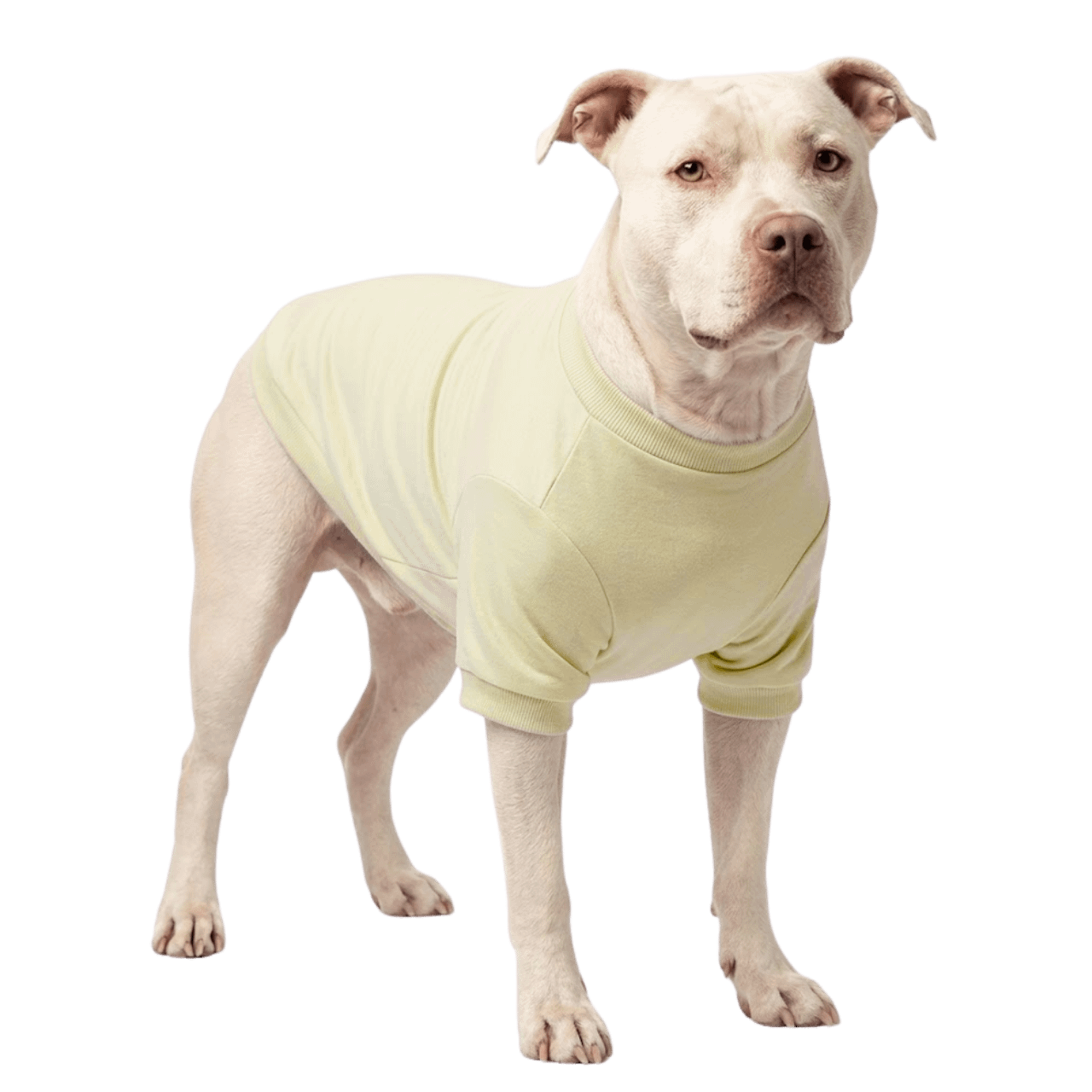 MOLDE FRANELA CAMISA ESTANDAR PERO GATO PARA SUBLIMAR