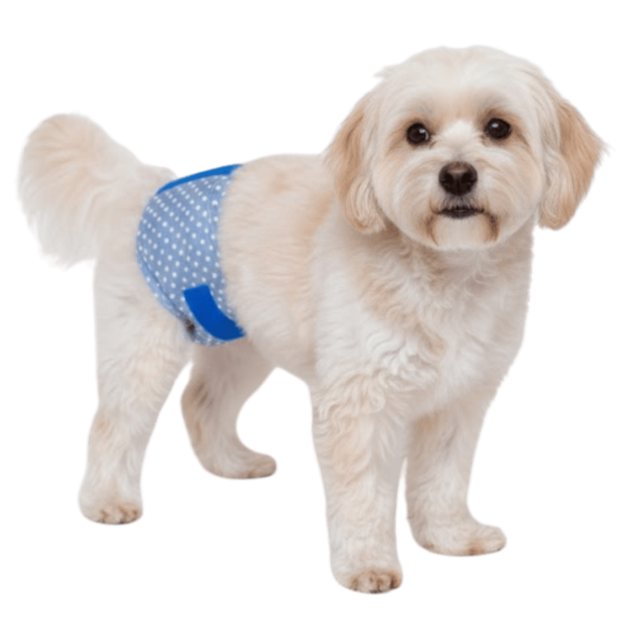 MOLDE DE COSTURA PAÑAL MASCOTA CON VELCRO HIGIENICO