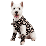 MOLDE DE COSTURA CHALEQUITO ANIMAL PRINT MASCOTAS